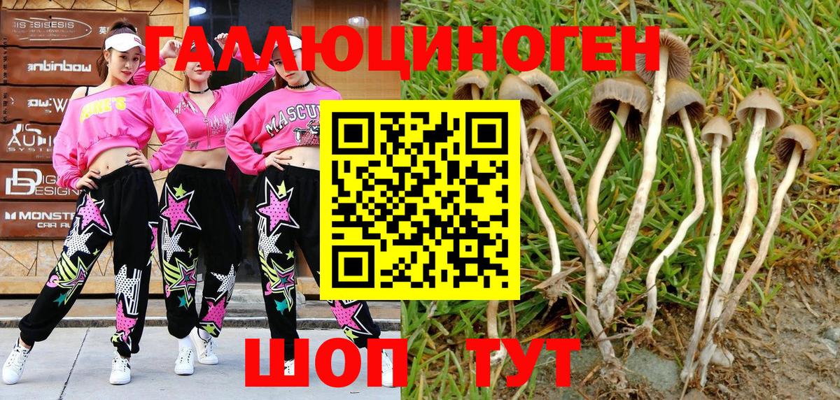 Псилоцибиновые грибы Psilocybine cubensis Касимов