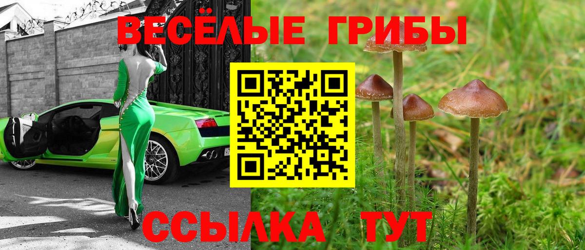 Касимов  Галлюциногенные грибы Psilocybine cubensis  Вход с VPN 